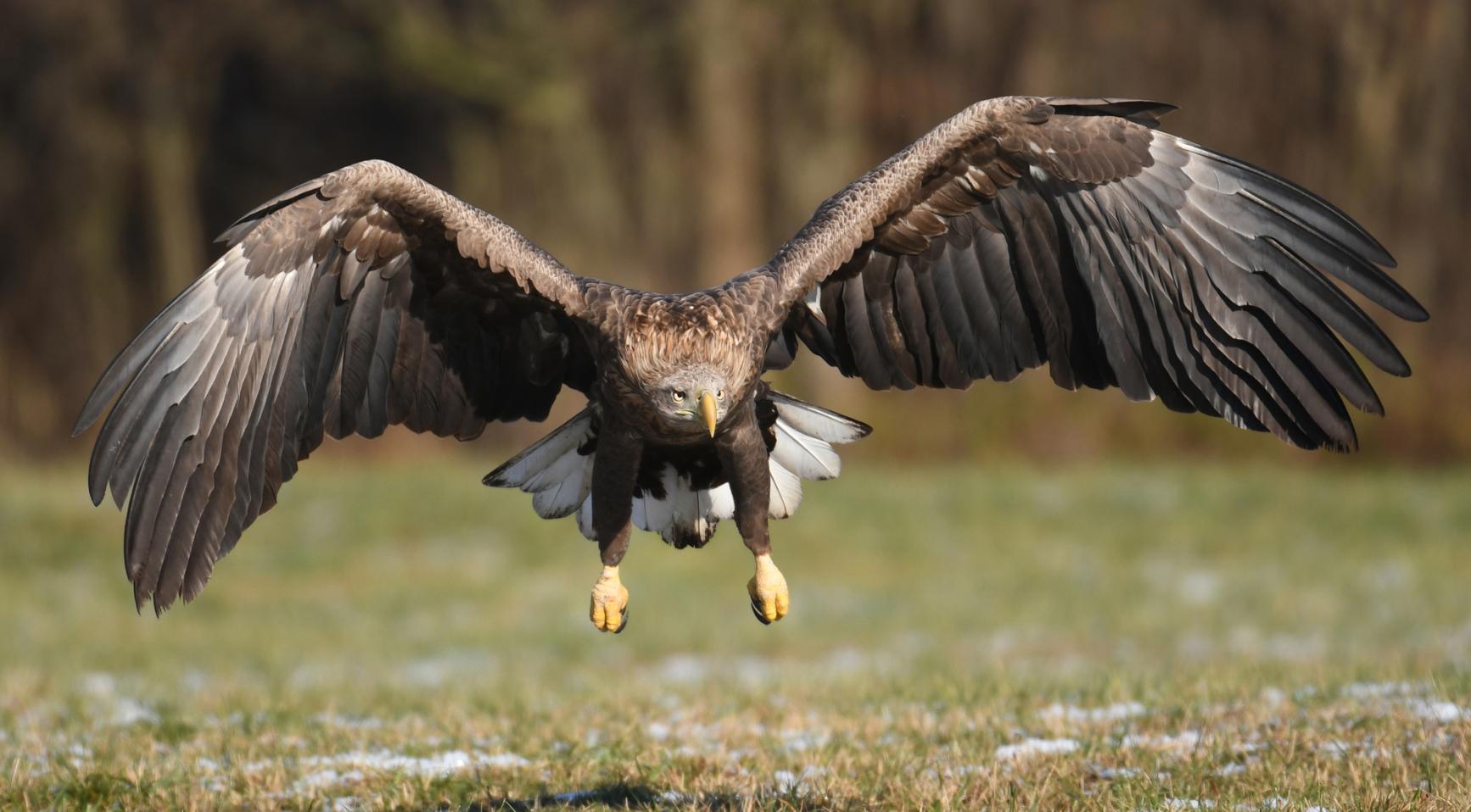 Record van 88 eieren gelegd op Nederlandse webcams voor vogel-innesteling