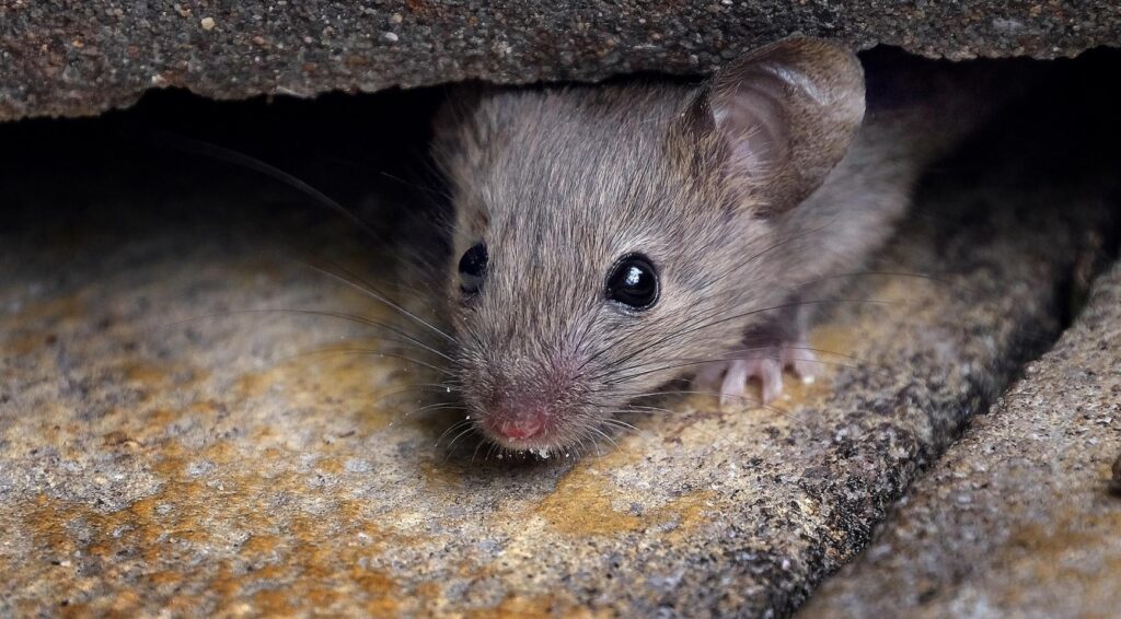 Utrechts politieke partijen uiten zorgen over ratten, muizen en insecten in asielcentrum
