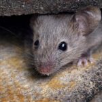 Utrechts politieke partijen uiten zorgen over ratten, muizen en insecten in asielcentrum