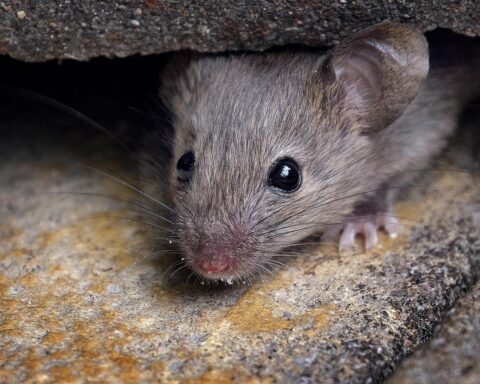 Utrechts politieke partijen uiten zorgen over ratten, muizen en insecten in asielcentrum