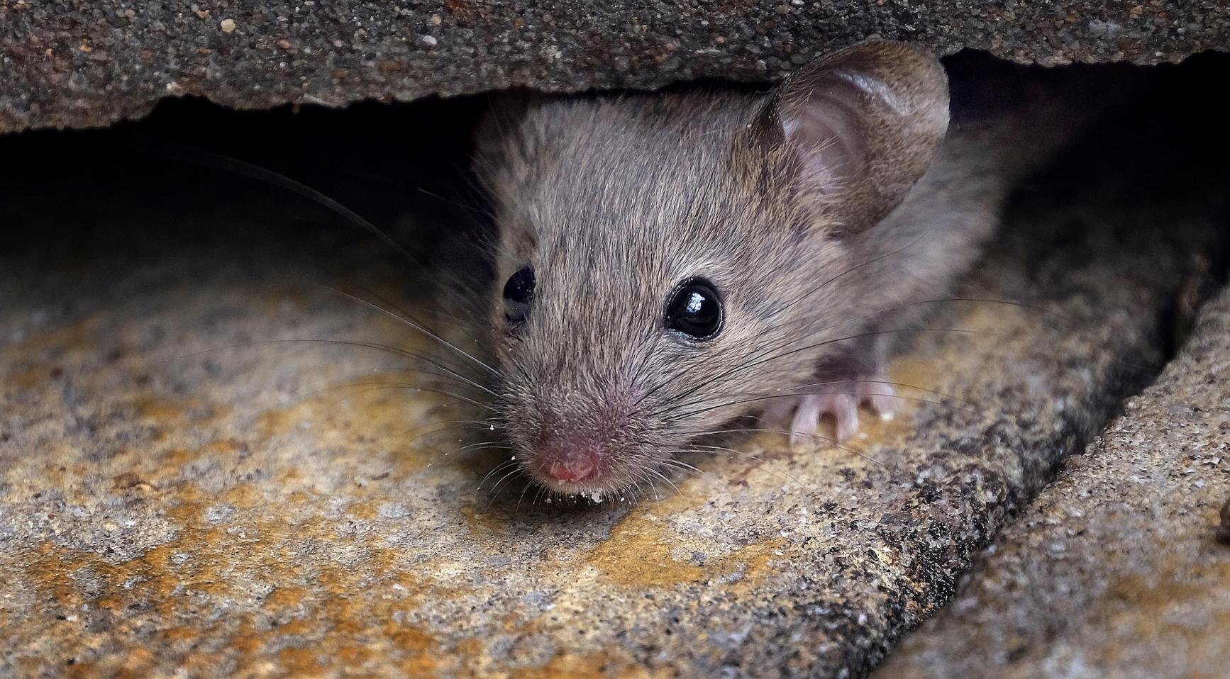 Utrechts politieke partijen uiten zorgen over ratten, muizen en insecten in asielcentrum