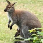 Video: ontsnapte wallaby gevangen en teruggebracht naar eigenaar in Middenmeer