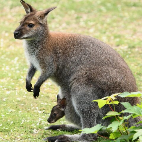 Video: ontsnapte wallaby gevangen en teruggebracht naar eigenaar in Middenmeer