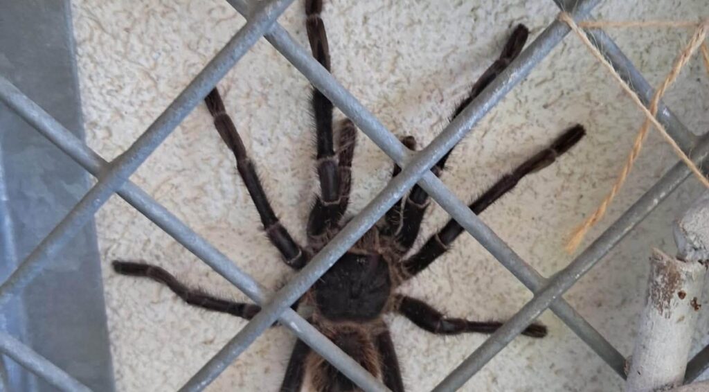 Vrouw ontdekt 20 centimeter grote tarantula in haar achtertuin in Twente