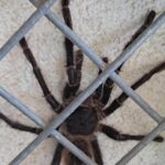 Vrouw ontdekt 20 centimeter grote tarantula in haar achtertuin in Twente
