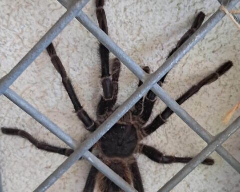 Vrouw ontdekt 20 centimeter grote tarantula in haar achtertuin in Twente