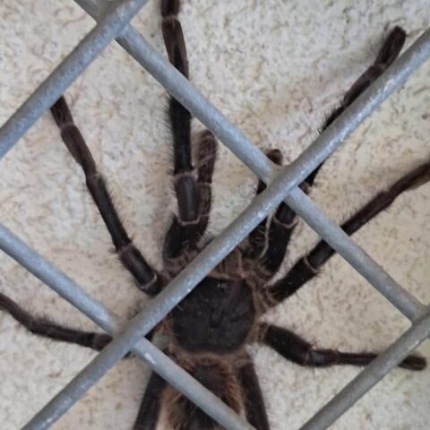 Vrouw ontdekt 20 centimeter grote tarantula in haar achtertuin in Twente