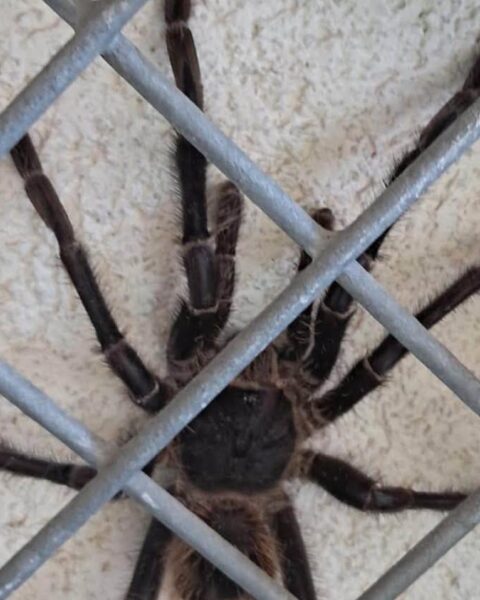 Vrouw ontdekt 20 centimeter grote tarantula in haar achtertuin in Twente