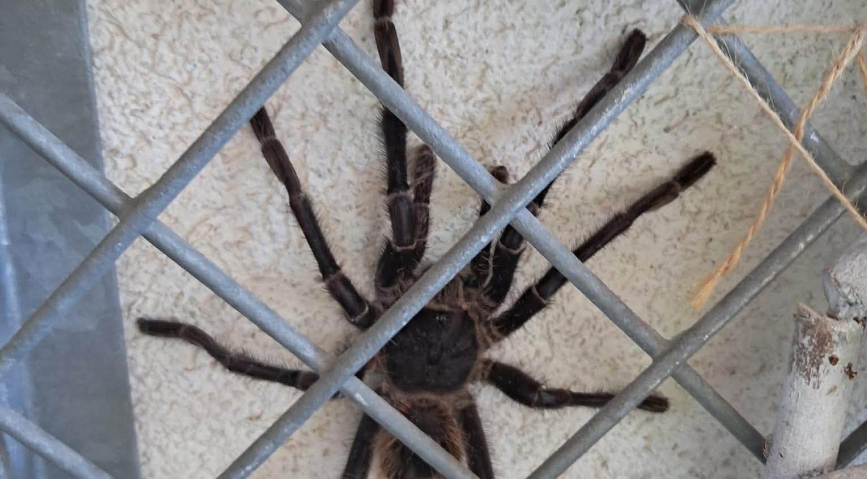 Vrouw ontdekt 20 centimeter grote tarantula in haar achtertuin in Twente