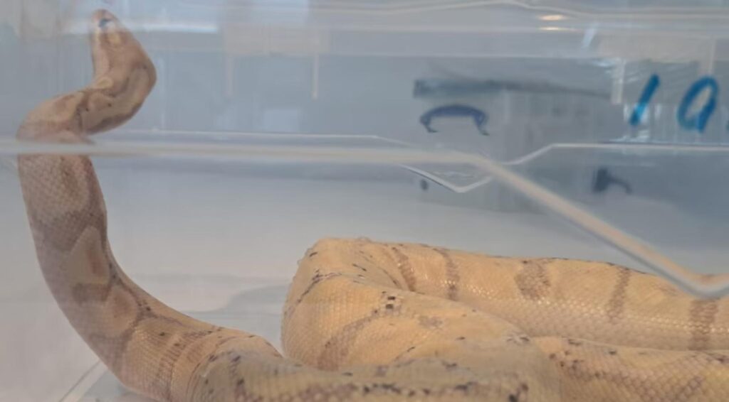 Vrouw uit Canada betrapt met balpython in haar bh op luchthaven Schiphol