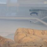Vrouw uit Canada betrapt met balpython in haar bh op luchthaven Schiphol