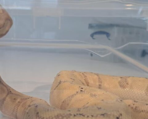 Vrouw uit Canada betrapt met balpython in haar bh op luchthaven Schiphol