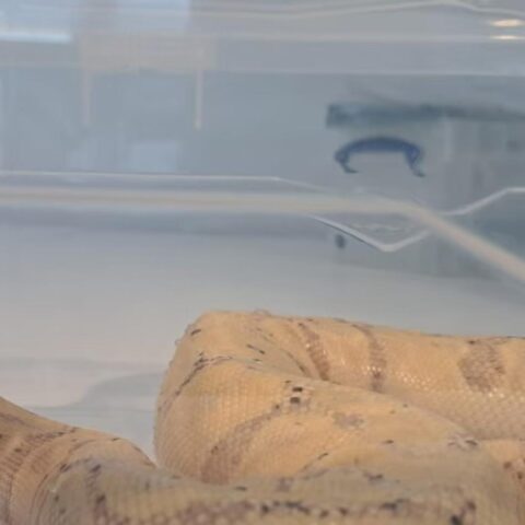 Vrouw uit Canada betrapt met balpython in haar bh op luchthaven Schiphol