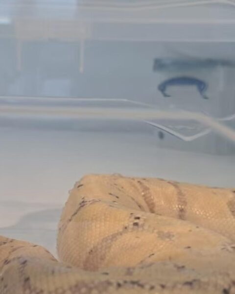 Vrouw uit Canada betrapt met balpython in haar bh op luchthaven Schiphol