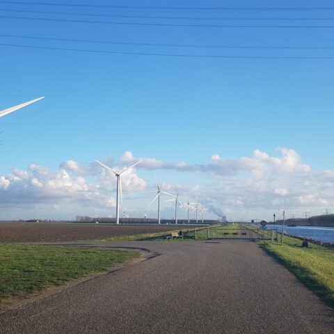 Zeeland sluit 20 windturbines overdag na de dood van jonge zeearend
