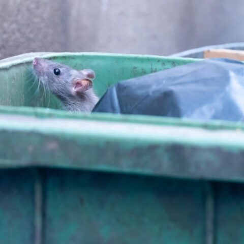 Bewoners van Den Haag melden agressieve ratten in straten en speeltuinen