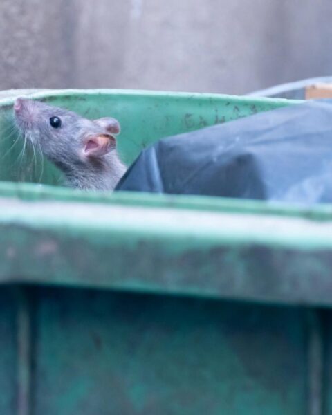 Bewoners van Den Haag melden agressieve ratten in straten en speeltuinen