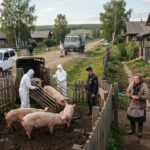 Autoriteiten in oblast Tjoemen laten varkens ruimen na uitbraak van infectieziekte