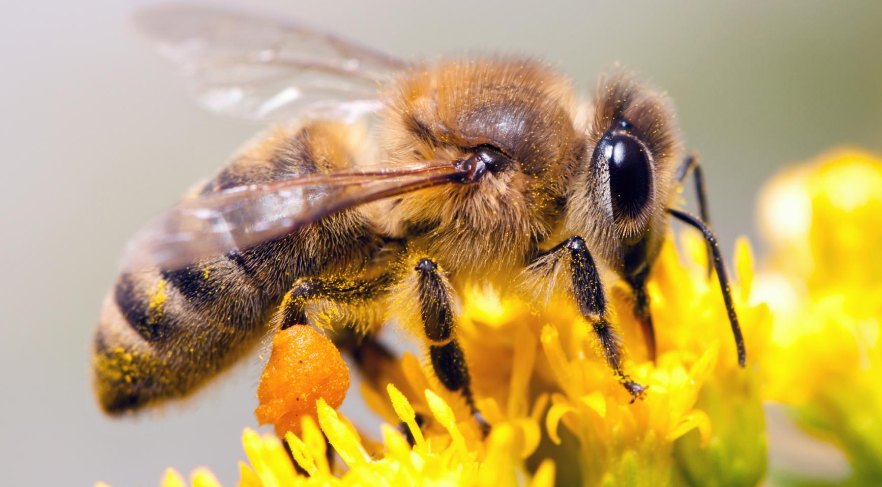 Droogte leidt tot kleinere, duurdere oogsten; minder honing door tekort aan bloemen