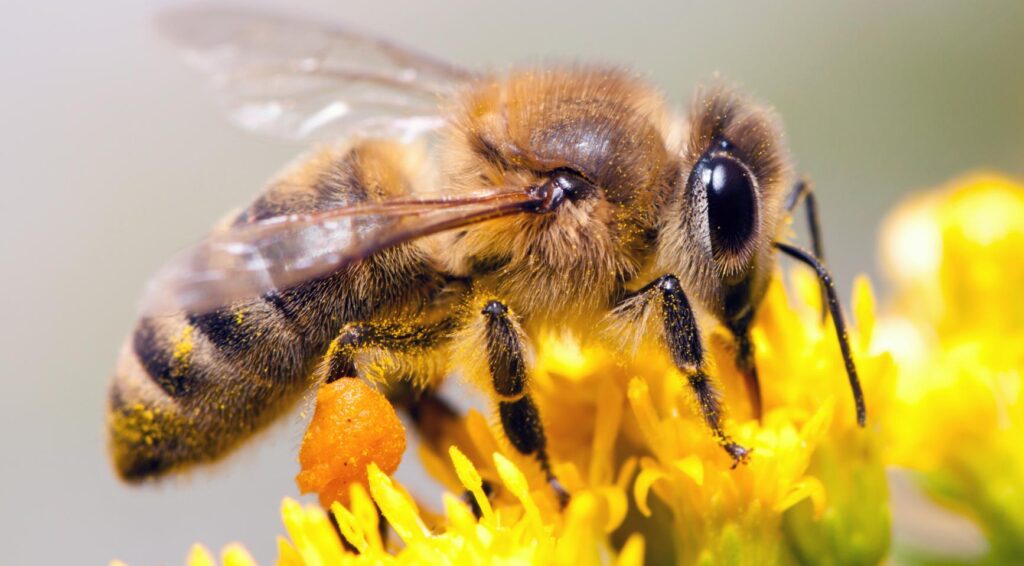 Droogte leidt tot kleinere, duurdere producten; minder honing door gebrek aan bloemen