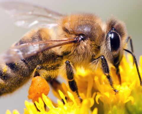Droogte leidt tot kleinere, duurdere producten; minder honing door gebrek aan bloemen