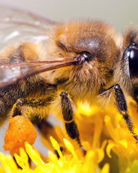 Droogte leidt tot kleinere, duurdere producten; minder honing door gebrek aan bloemen