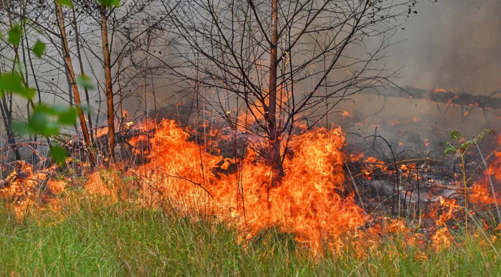 Grote natuurbrand uitgebroken nabij de Belgische grens in Noord-Brabant