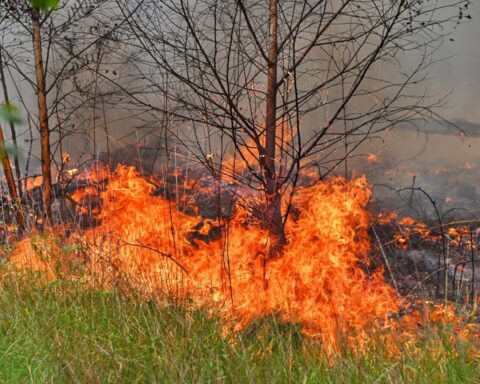 Grote natuurbrand uitgebroken nabij de Belgische grens in Noord-Brabant