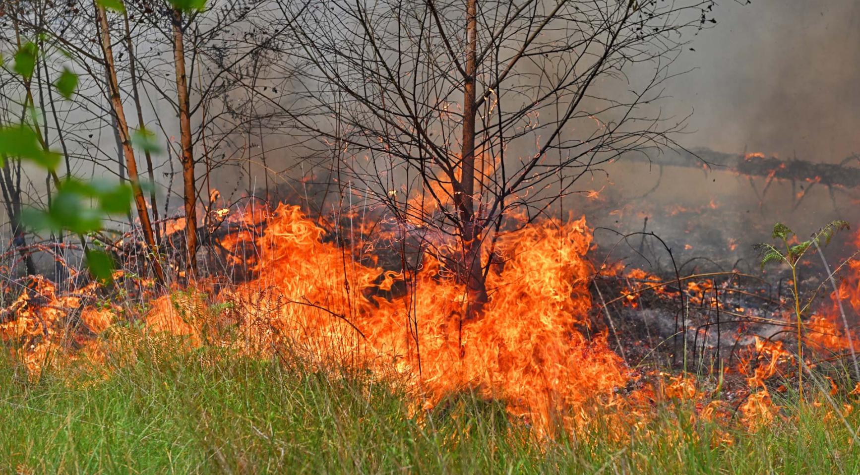 Grote natuurbrand uitgebroken nabij de Belgische grens in Noord-Brabant