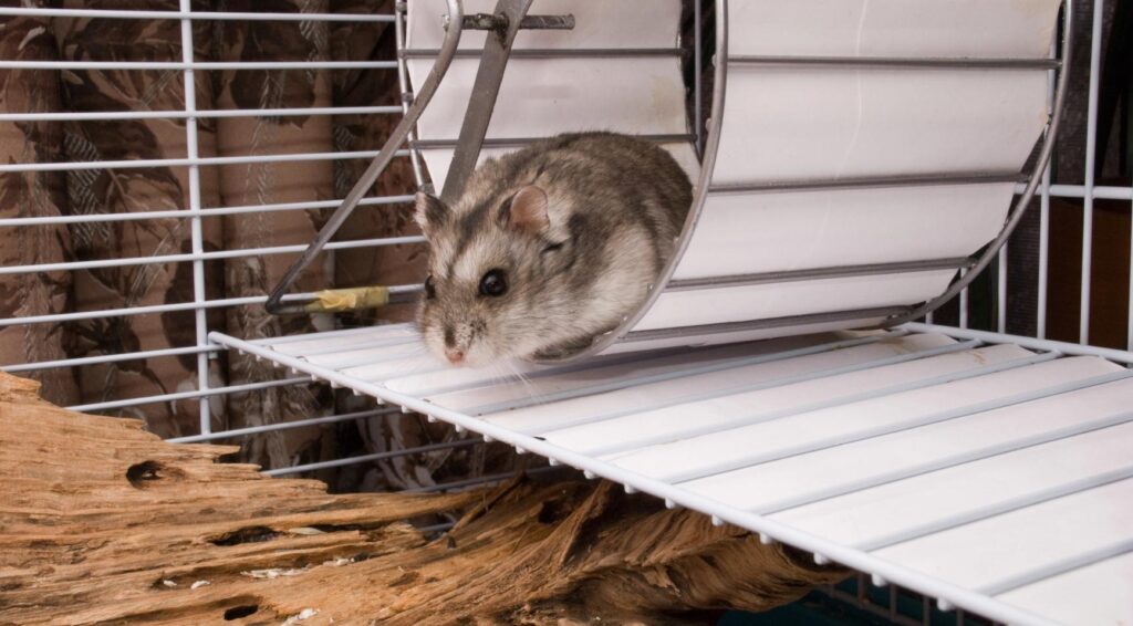Hamster Mollie uit Utrecht loopt bijna 70 km per week op fitnessapp Strava