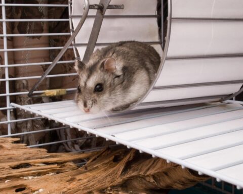 Hamster Mollie uit Utrecht loopt bijna 70 km per week op fitnessapp Strava
