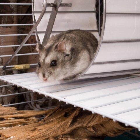 Hamster Mollie uit Utrecht loopt bijna 70 km per week op fitnessapp Strava