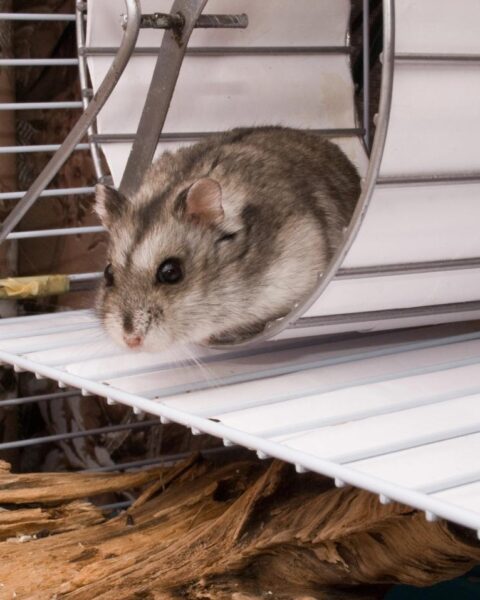 Hamster Mollie uit Utrecht loopt bijna 70 km per week op fitnessapp Strava
