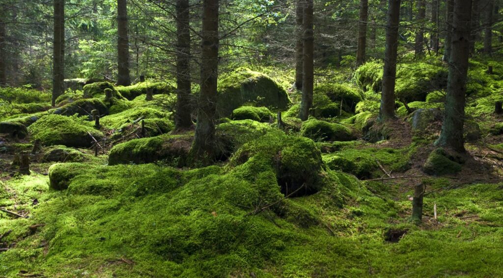 Langdurige droogte verwoest bomen en amfibieën in Nederland