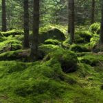Langdurige droogte verwoest bomen en amfibieën in Nederland