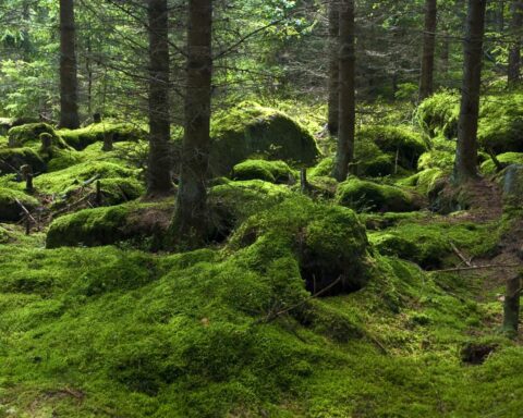 Langdurige droogte verwoest bomen en amfibieën in Nederland