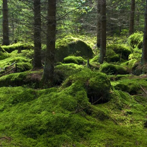 Langdurige droogte verwoest bomen en amfibieën in Nederland