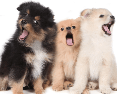 Man veroordeeld voor oplichting van 14 kopers van zieke Pomeraniaan puppies