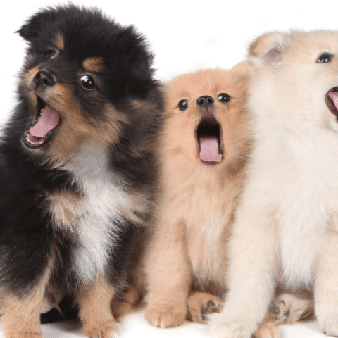 Man veroordeeld voor oplichting van 14 kopers van zieke Pomeraniaan puppies