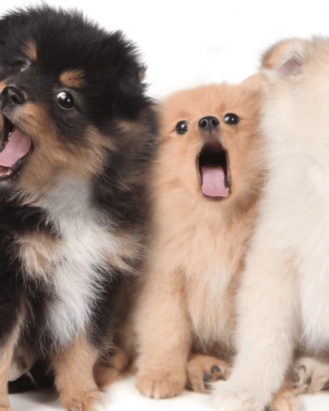 Man veroordeeld voor oplichting van 14 kopers van zieke Pomeraniaan puppies
