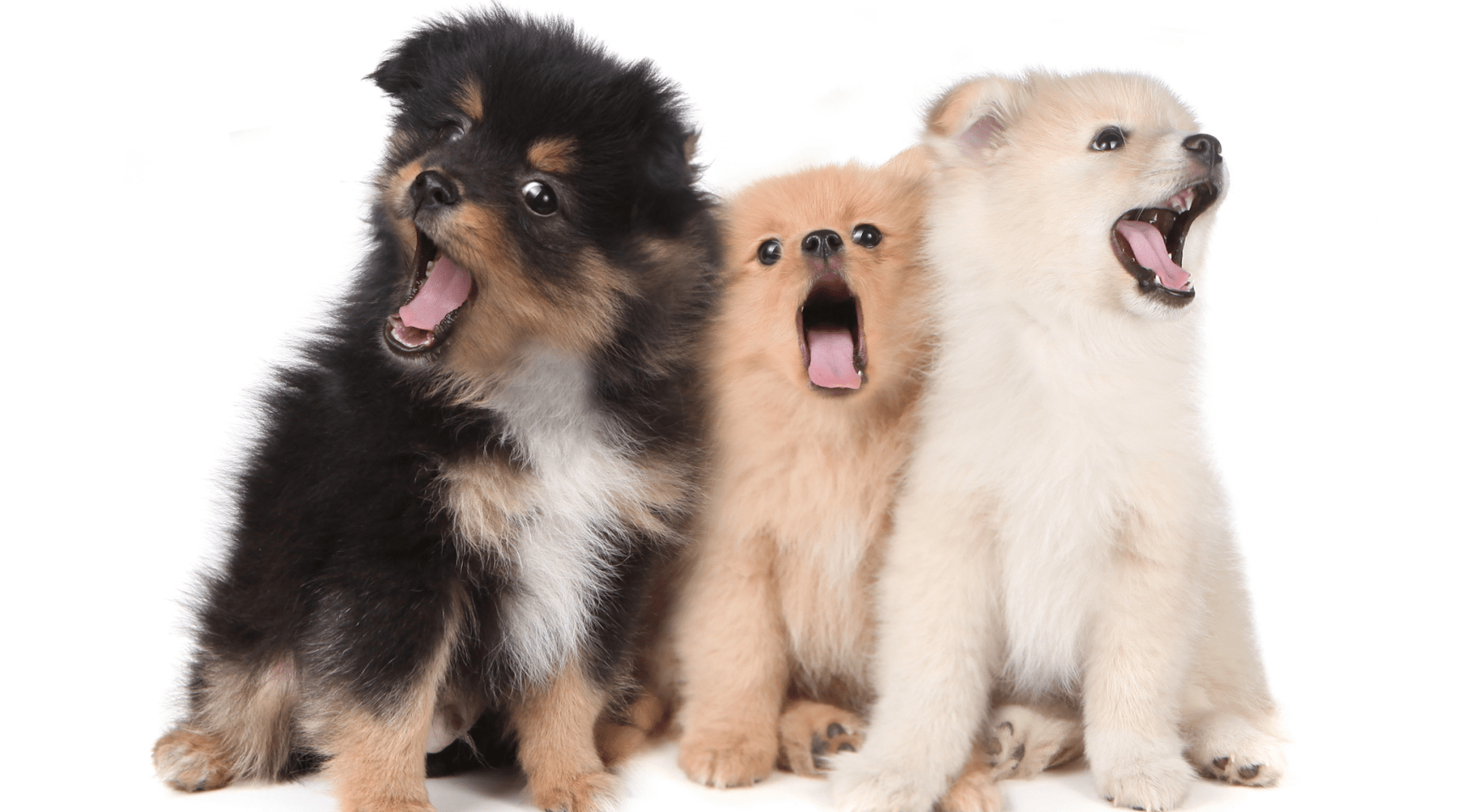 Man veroordeeld voor oplichting van 14 kopers van zieke Pomeraniaan puppies