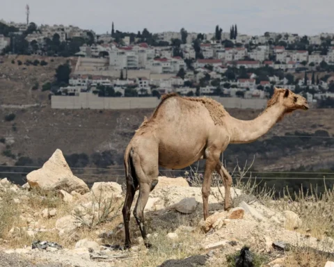 Nederland veroordeelt Israël om bouwplan voor kolonisten op Westelijke Jordaanoever