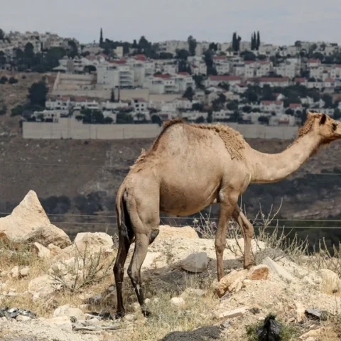 Nederland veroordeelt Israël om bouwplan voor kolonisten op Westelijke Jordaanoever