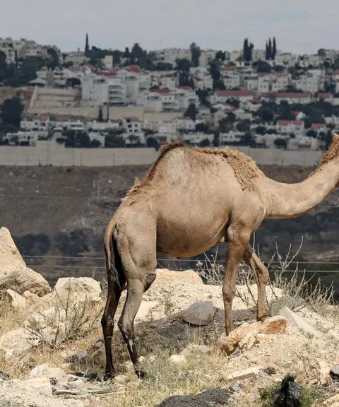 Nederland veroordeelt Israël om bouwplan voor kolonisten op Westelijke Jordaanoever