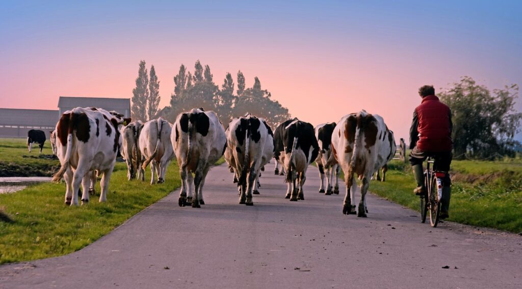 Nederlandse boeren melden lagere oogsten, kleinere wortelen, uien en aardappelen na droogte
