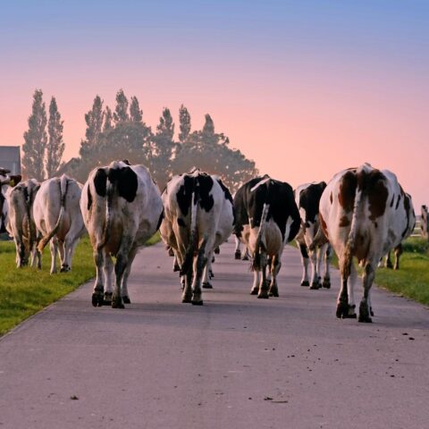 Nederlandse boeren melden lagere oogsten, kleinere wortelen, uien en aardappelen na droogte