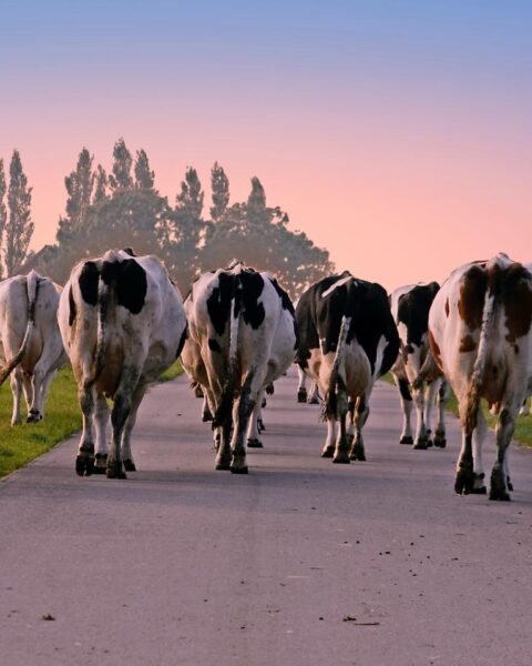 Nederlandse boeren melden lagere oogsten, kleinere wortelen, uien en aardappelen na droogte
