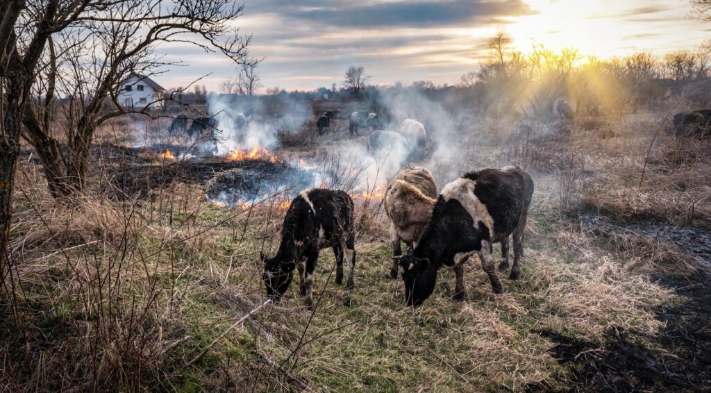 Nederlandse dierenredders naar Spaanse Ávila om dieren na bosbranden te voeden