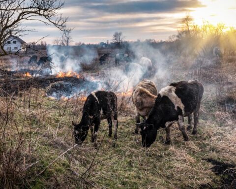 Nederlandse dierenredders naar Spaanse Ávila om dieren na bosbranden te voeden
