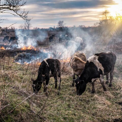 Nederlandse dierenredders naar Spaanse Ávila om dieren na bosbranden te voeden